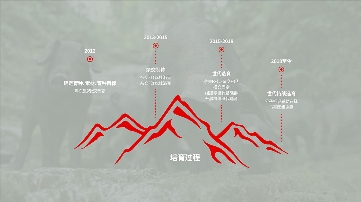 楚乡黑猪